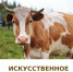 В Чеди-Холе проходит искусственное осеменение коров - ИА Тува-Онлайн