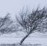 Silnyy-veter-i-gololedica-v-centralnyh-i-yuzhnyh-rayonah-kraya-ozhidayutsya-neblagopriyatnye-meteousloviya_1635749511785180096__2000x2000_thumb_main - Sibnovosti.ru