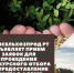 В Туве объявлен конкурс грантов на развитие семейной фермы - ИА Тува-Онлайн