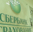 СберСтрахование улучшила программу «Защита от клеща» - ИА Тува-Онлайн