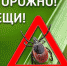 ЗАЩИТИТЬСЯ ОТ КЛЕЩЕВОГО ВИРУСНОГО ЭНЦЕФАЛИТА - Ресбольница №1