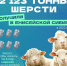 Хозяйства Тувы занимают первое место по Сибири и восьмое в стране по производству шерсти - ИА Тува-Онлайн