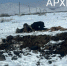 В Кызылском районе нерадивые хозяева бросили павших коров - ИА Тува-Онлайн