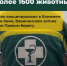 Кызылчанам напоминают о необходимости вакцинировать домашних животных от бешенства - ИА Тува-Онлайн