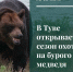 В Туве начали выдачу разрешений на охоту на бурого медведя - ИА Тува-Онлайн