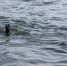 В поисках молодого мужчины водолазы МЧС России повторно обследуют дно озера Кара-Холь в Туве - МЧС Республики Тыва