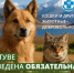 Служба ветеринарии Тувы призывает владельцев кошек и собак регистрировать их в системе «Хорриот» - ИА Тува-Онлайн