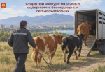 ️Объявлен открытый конкурс на отлов и содержание безнадзорных сельскохозяйственных животных в г. Кызыле.